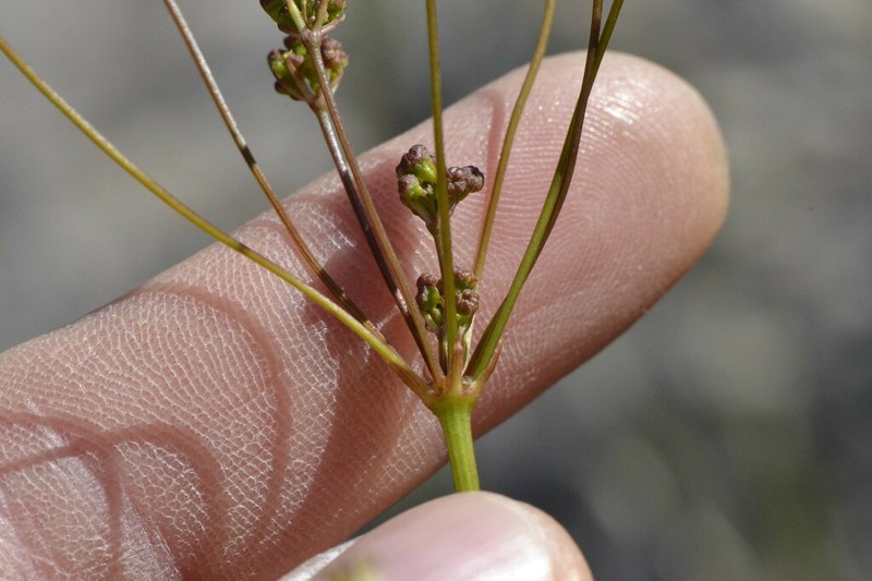 Annesorhiza triternata photo 2