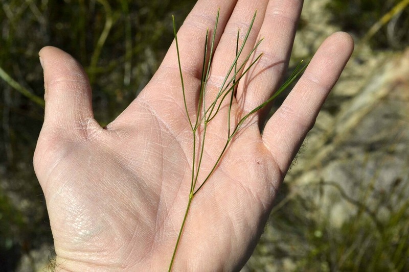 Annesorhiza triternata photo 3