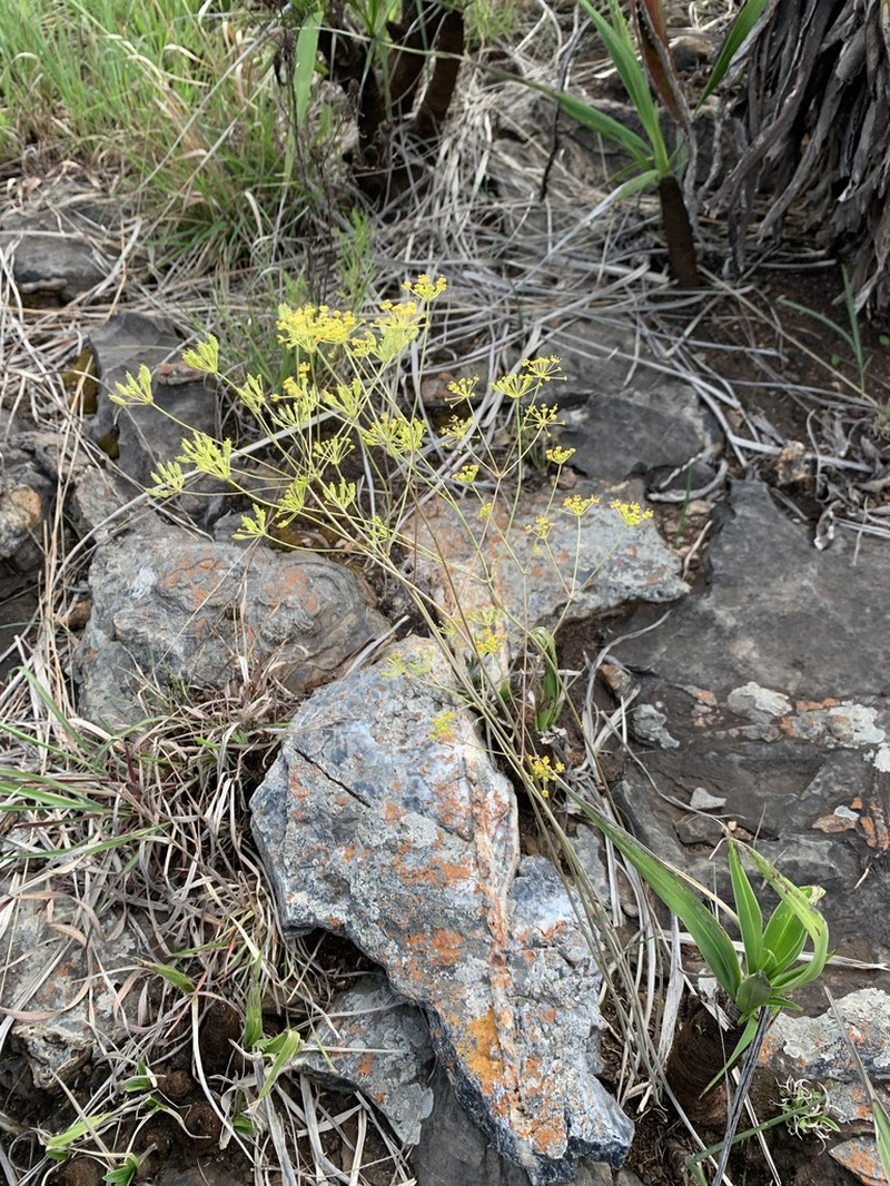 Annesorhiza wilmsii