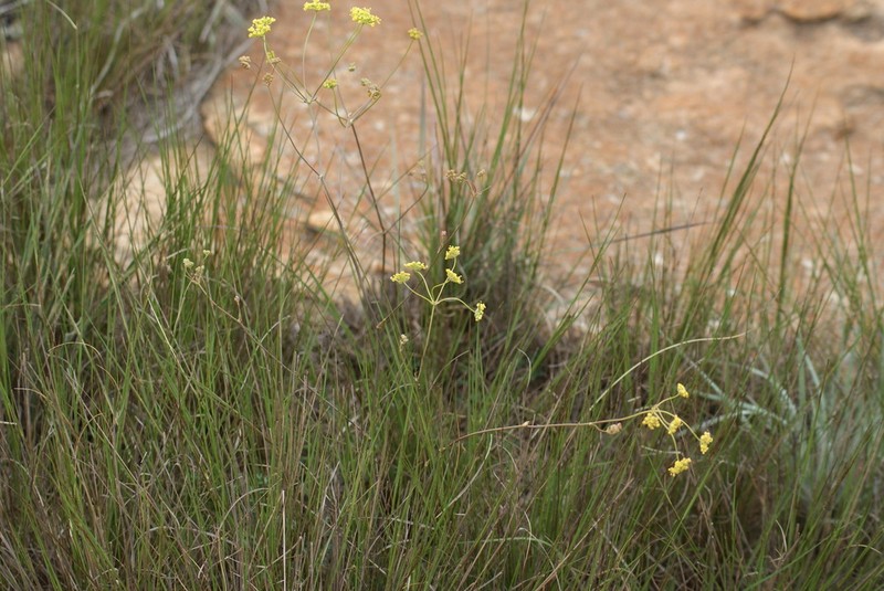 Annesorhiza wilmsii photo 2