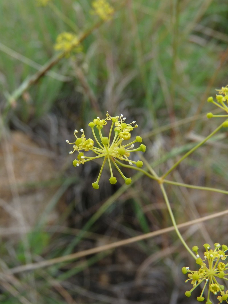 Annesorhiza wilmsii photo 3