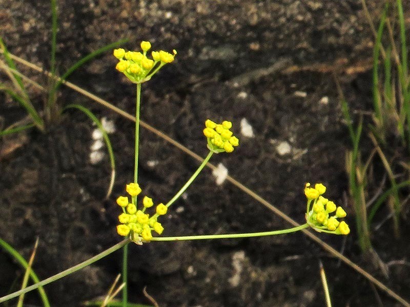 Annesorhiza wilmsii photo 5
