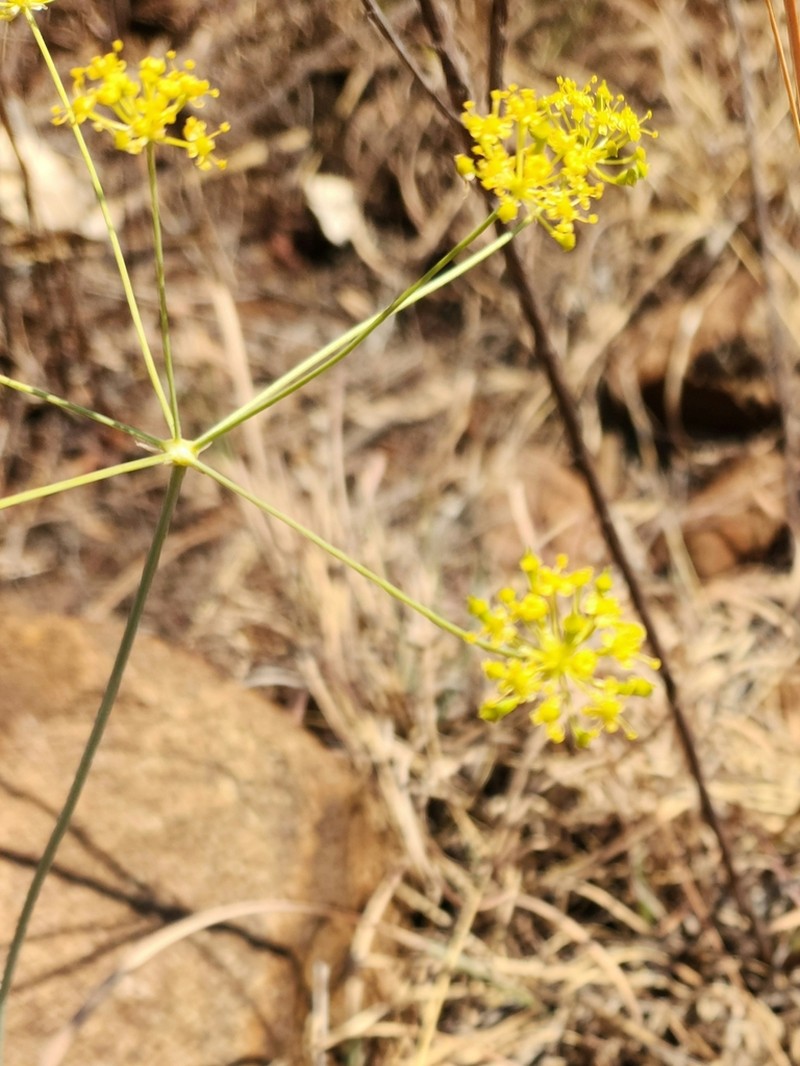 Annesorhiza wilmsii photo 8