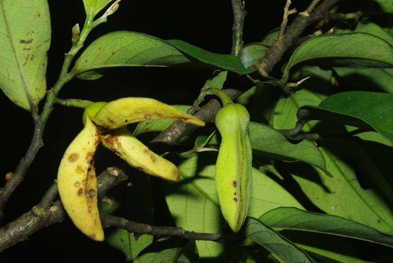 Annickia affinis