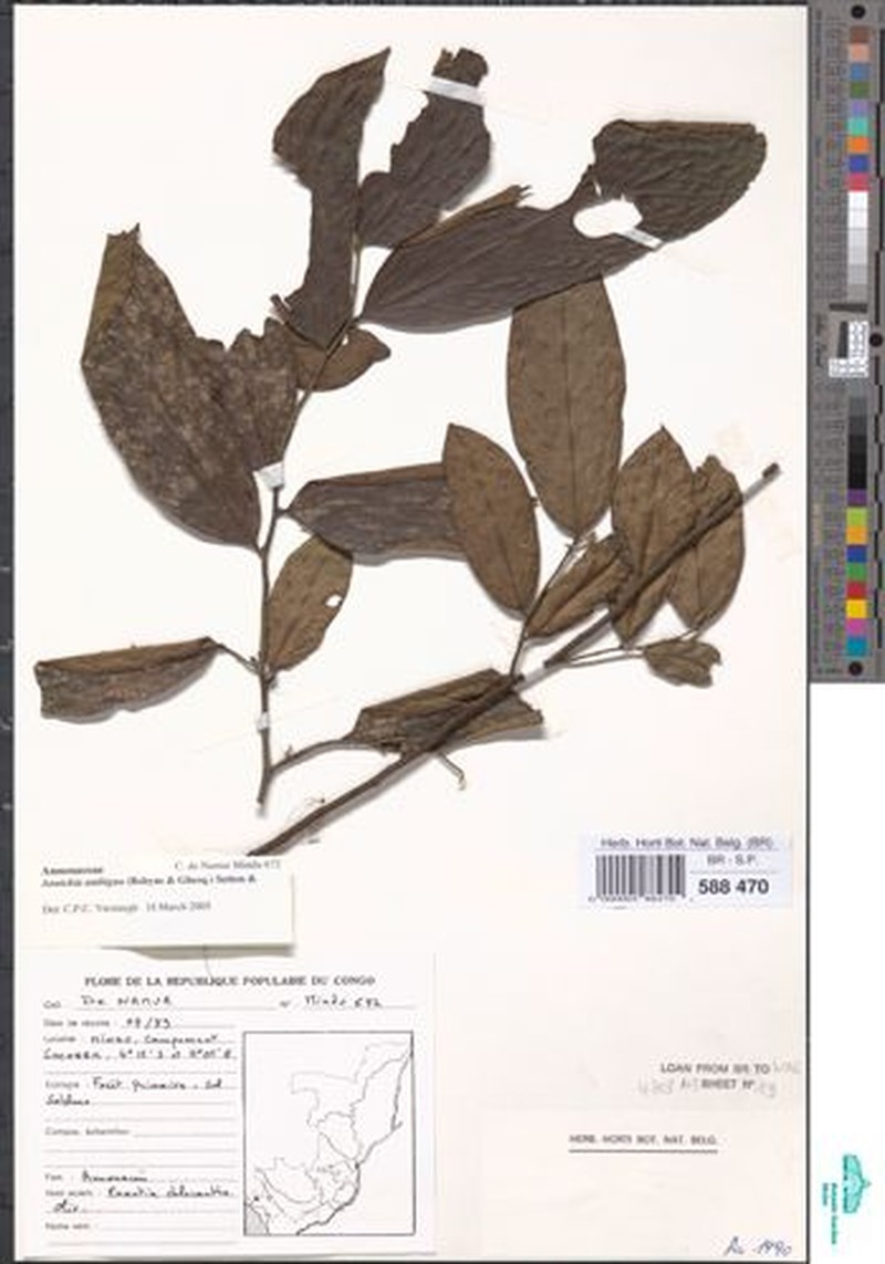 Annickia ambigua photo 2