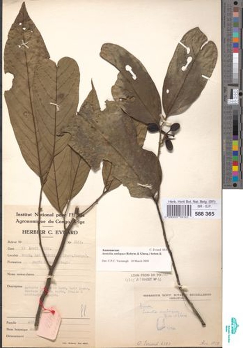 Annickia ambigua photo 3