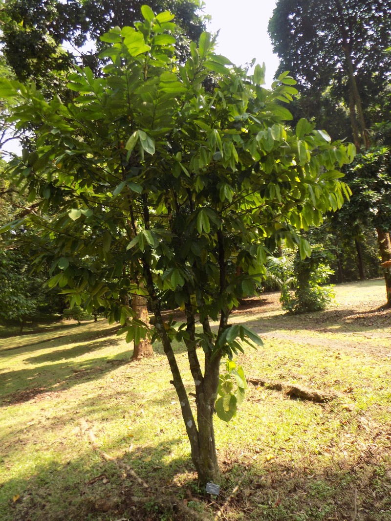 Annickia chlorantha