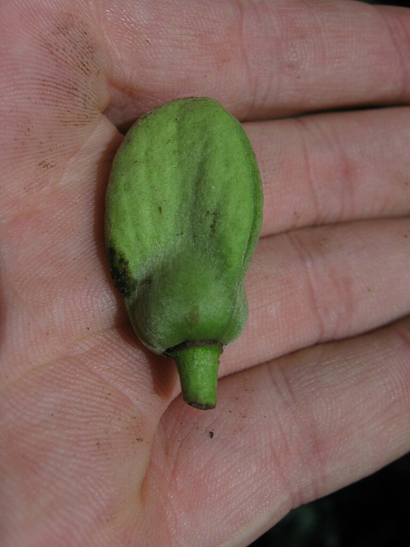 Annickia kummerae