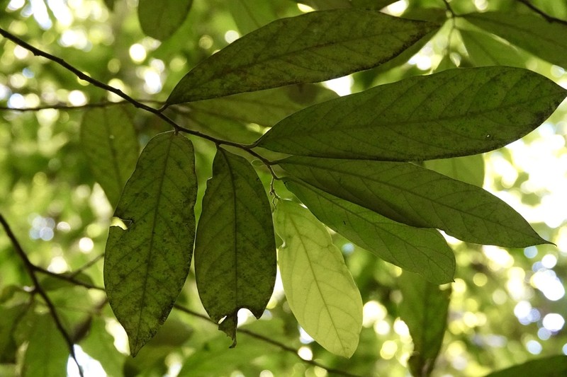 Annickia kummerae photo 2