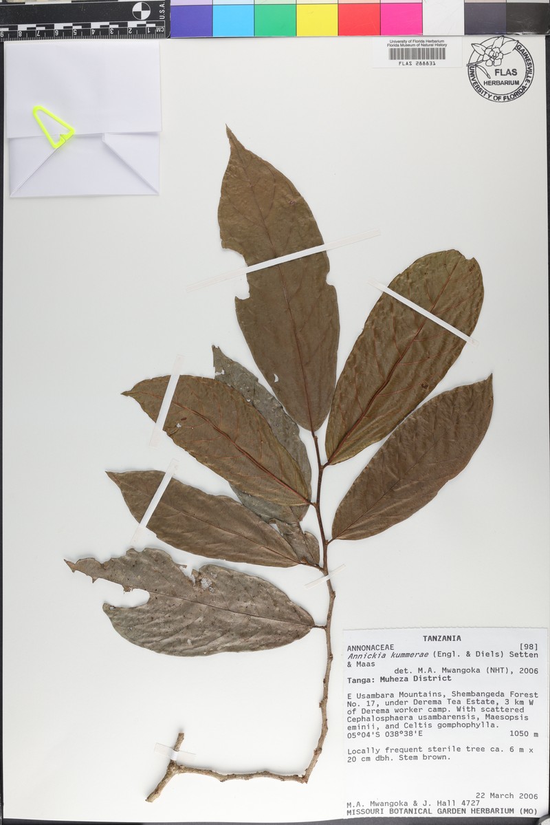 Annickia kummerae photo 3