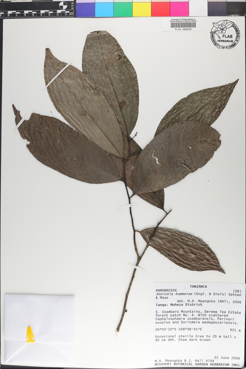 Annickia kummerae photo 4