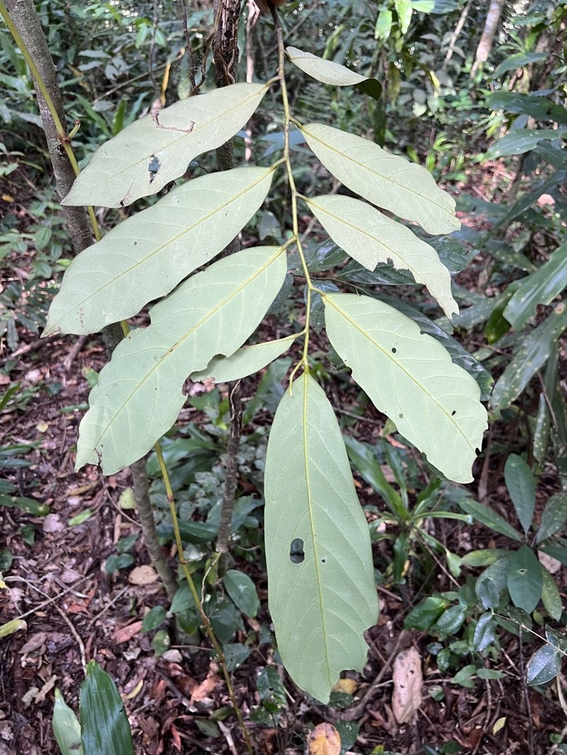 Annickia kummerae photo 5