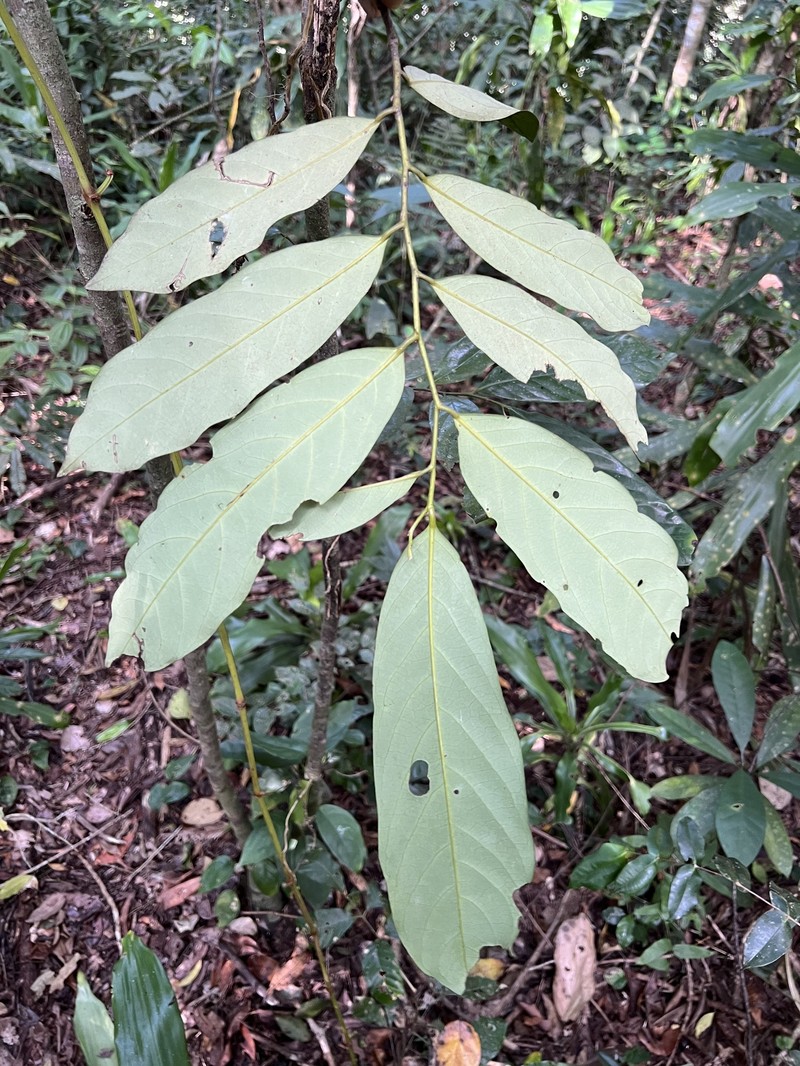 Annickia kummerae photo 6
