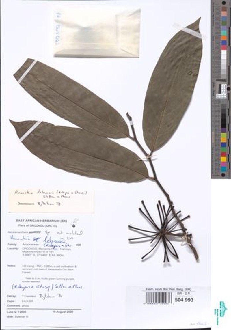 Annickia lebrunii
