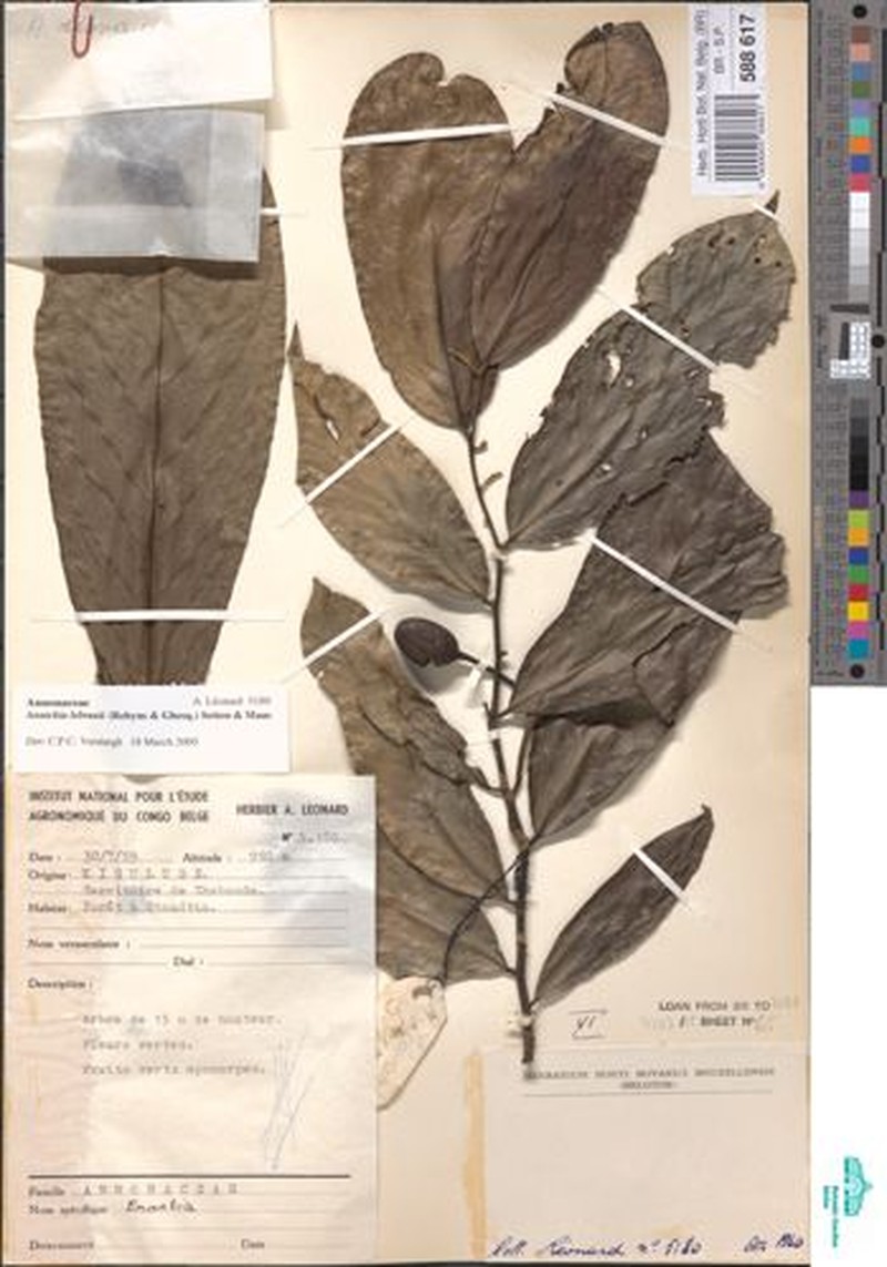 Annickia lebrunii photo 2