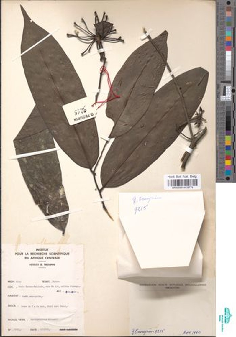 Annickia lebrunii photo 3