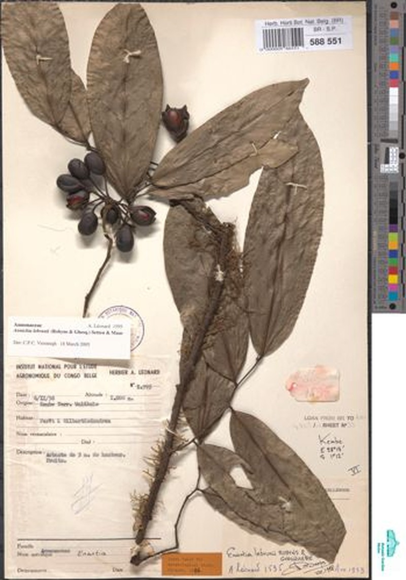 Annickia lebrunii photo 4