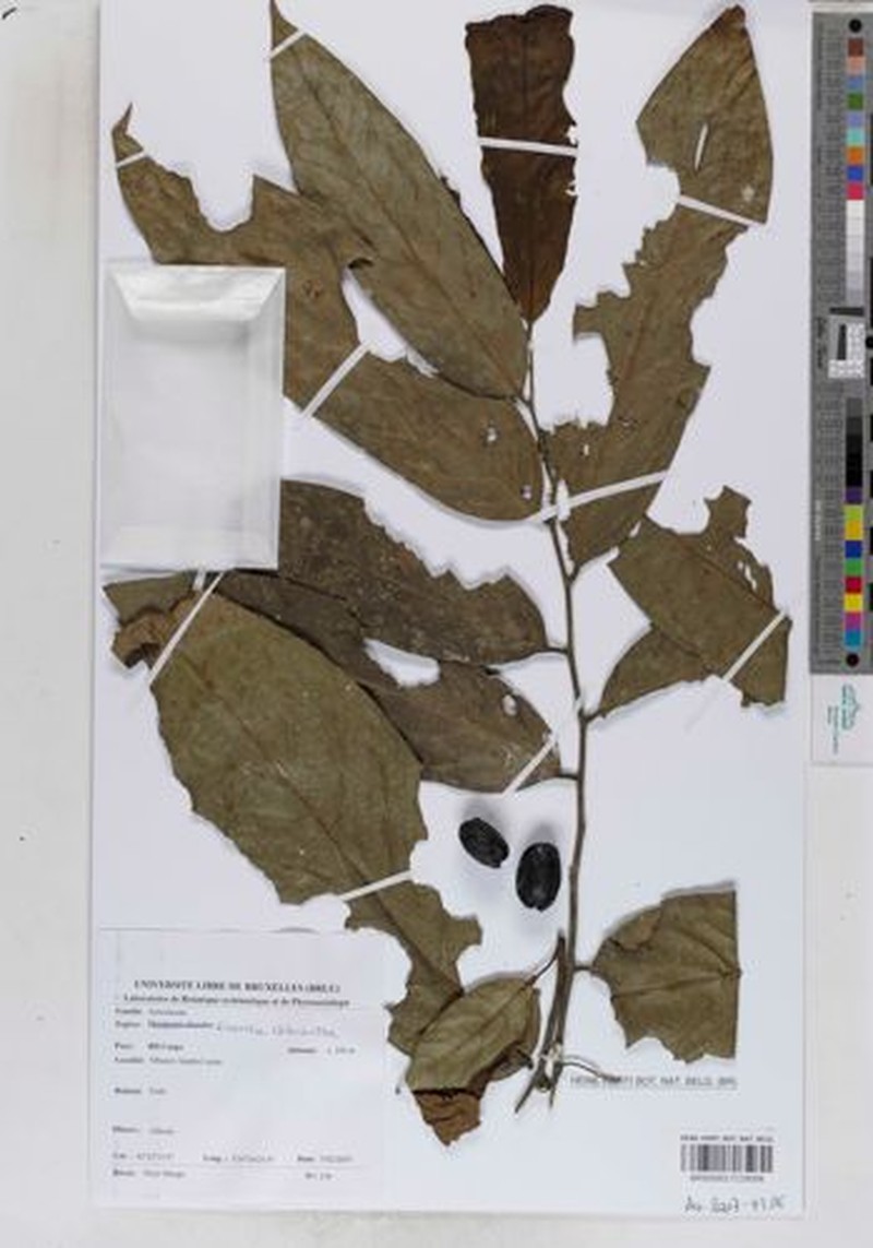 Annickia olivacea