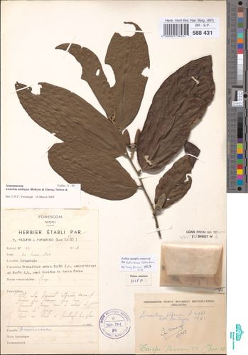 Annickia olivacea photo 4