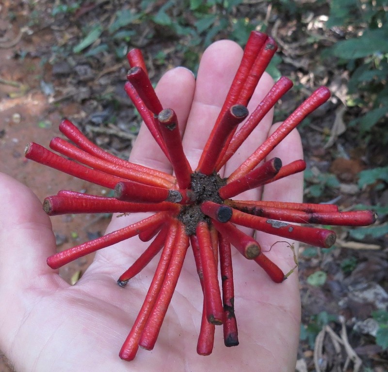Annickia polycarpa