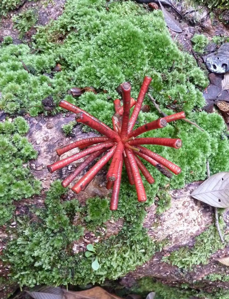 Annickia polycarpa photo 2