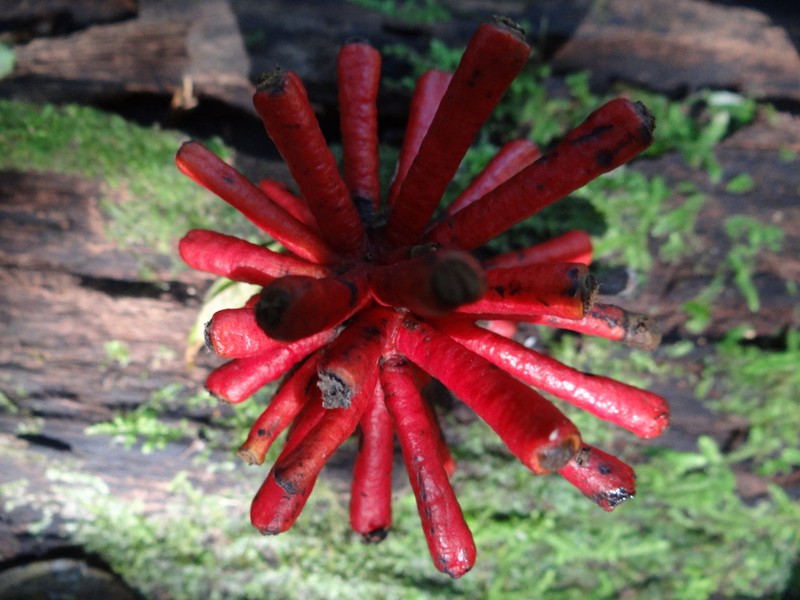 Annickia polycarpa photo 4