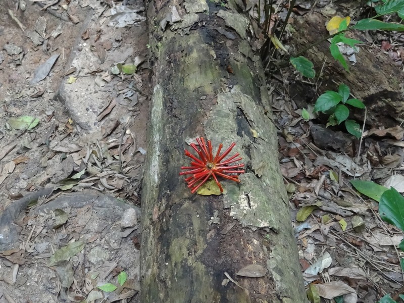 Annickia polycarpa photo 5