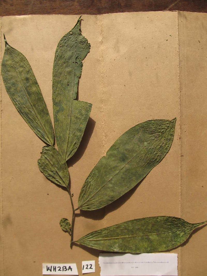 Annickia polycarpa photo 8