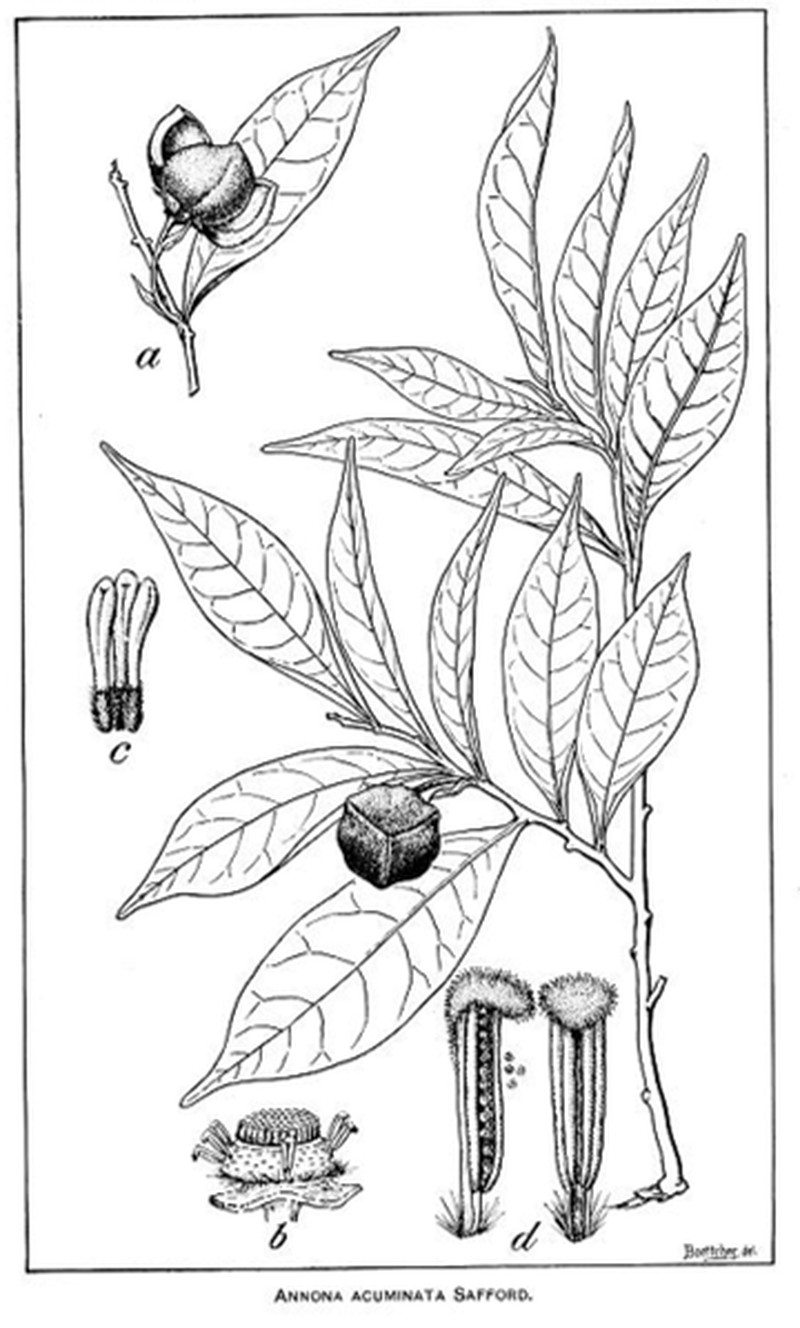 Annona acuminata