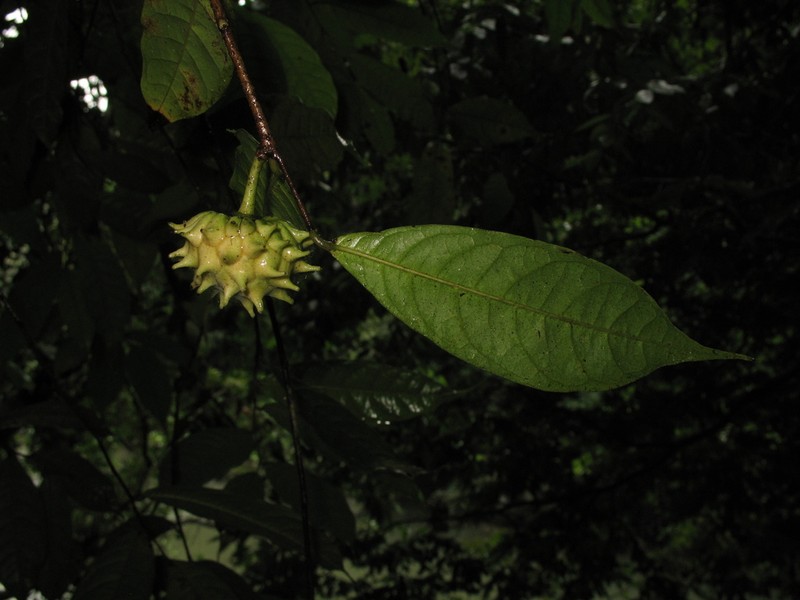 Annona acuminata photo 2