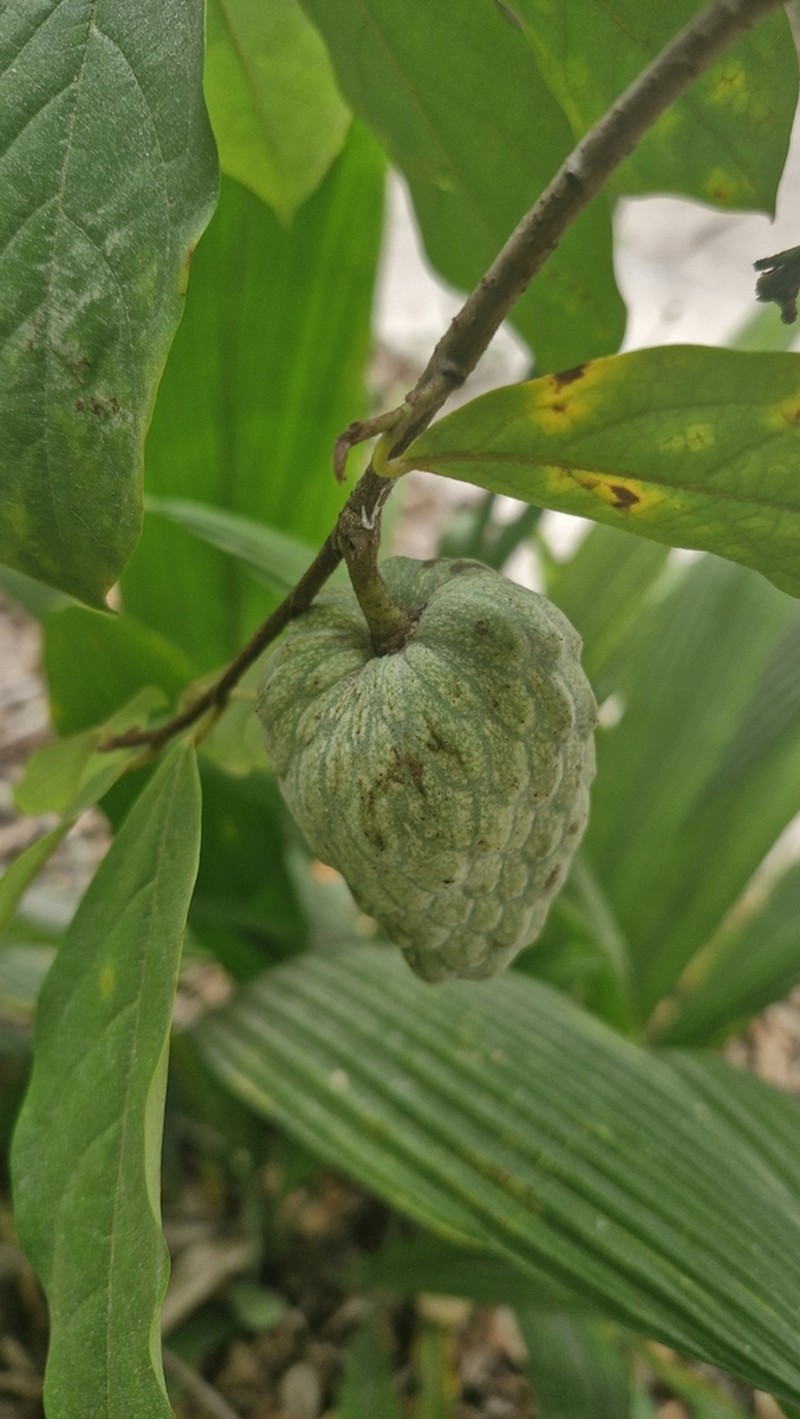 Annona acutiflora
