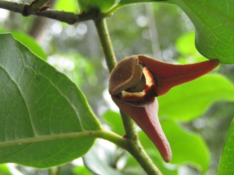 Annona acutiflora photo 2