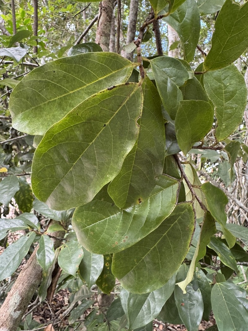 Annona acutiflora photo 3