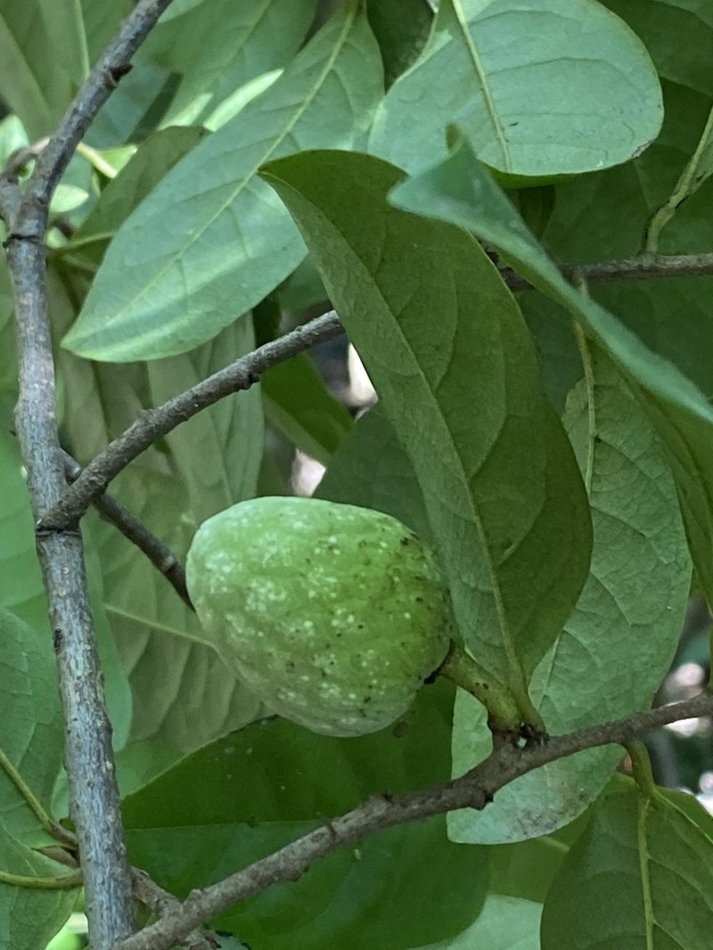 Annona acutiflora photo 4