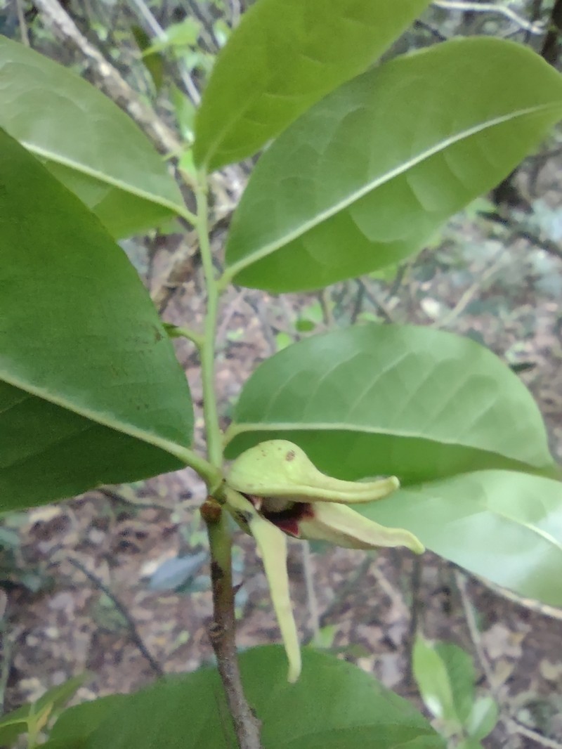 Annona acutiflora photo 5