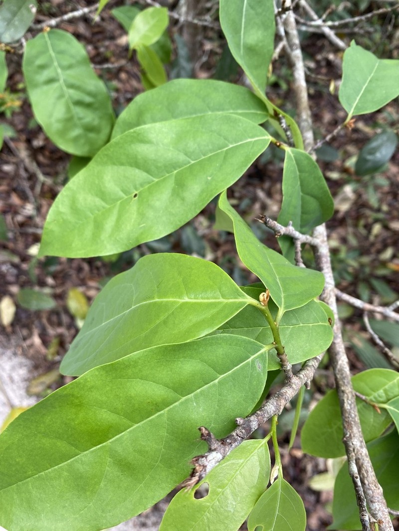 Annona acutiflora photo 6