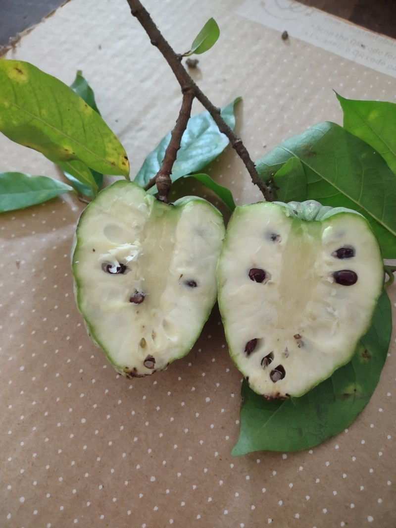 Annona acutiflora photo 7