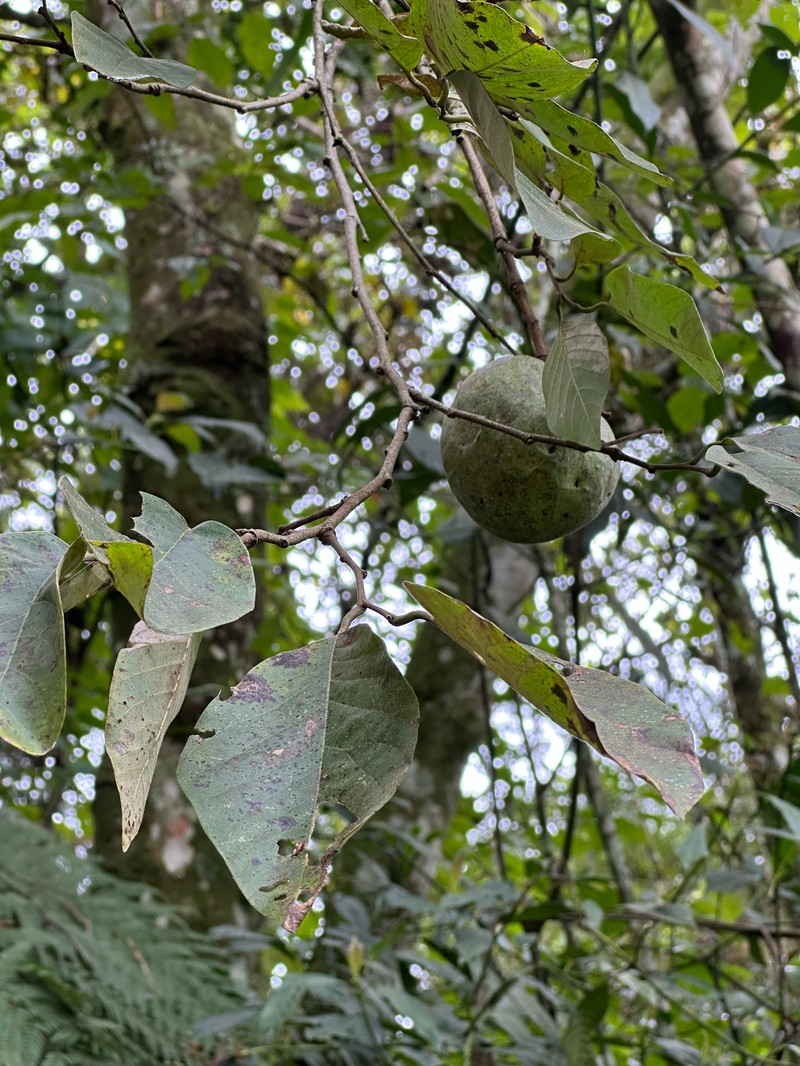 Annona acutifolia
