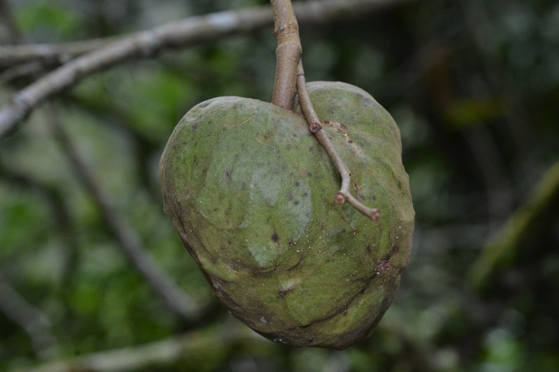 Annona acutifolia photo 2