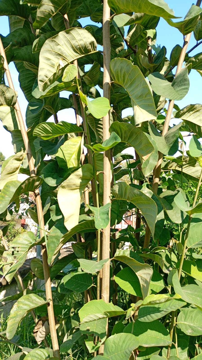 Annona acutifolia photo 3