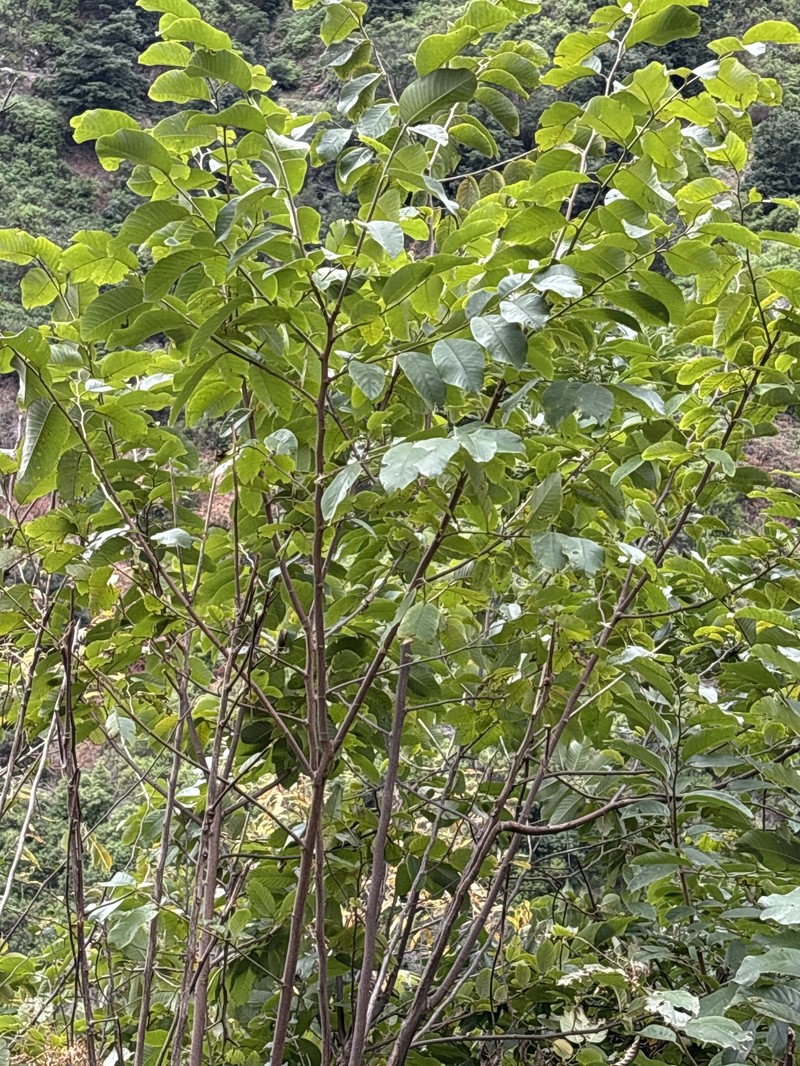 Annona acutifolia photo 4