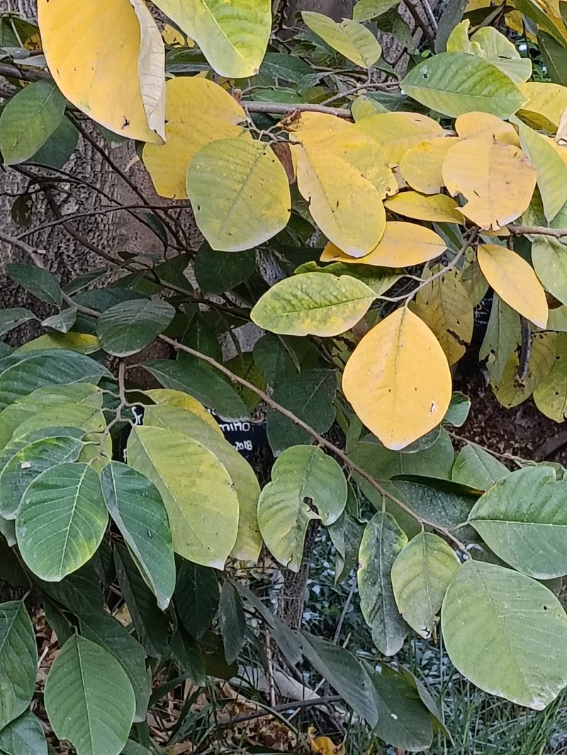 Annona acutifolia photo 5