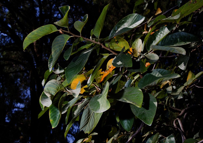 Annona acutifolia photo 6