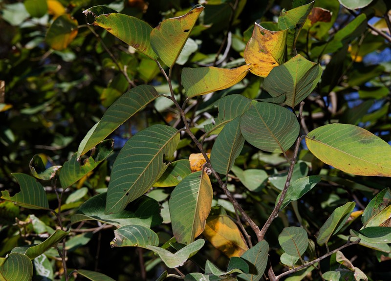 Annona acutifolia photo 7