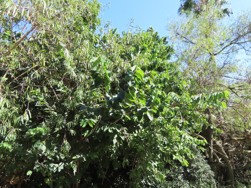Annona acutifolia photo 8