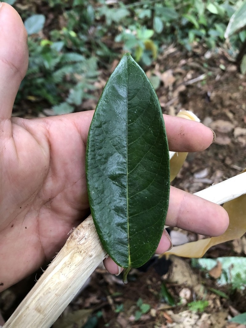 Annona amazonica