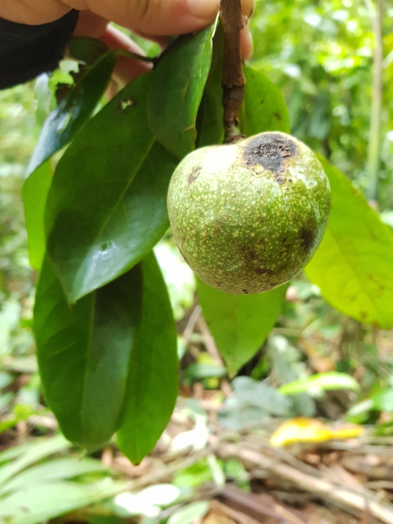 Annona amazonica photo 7