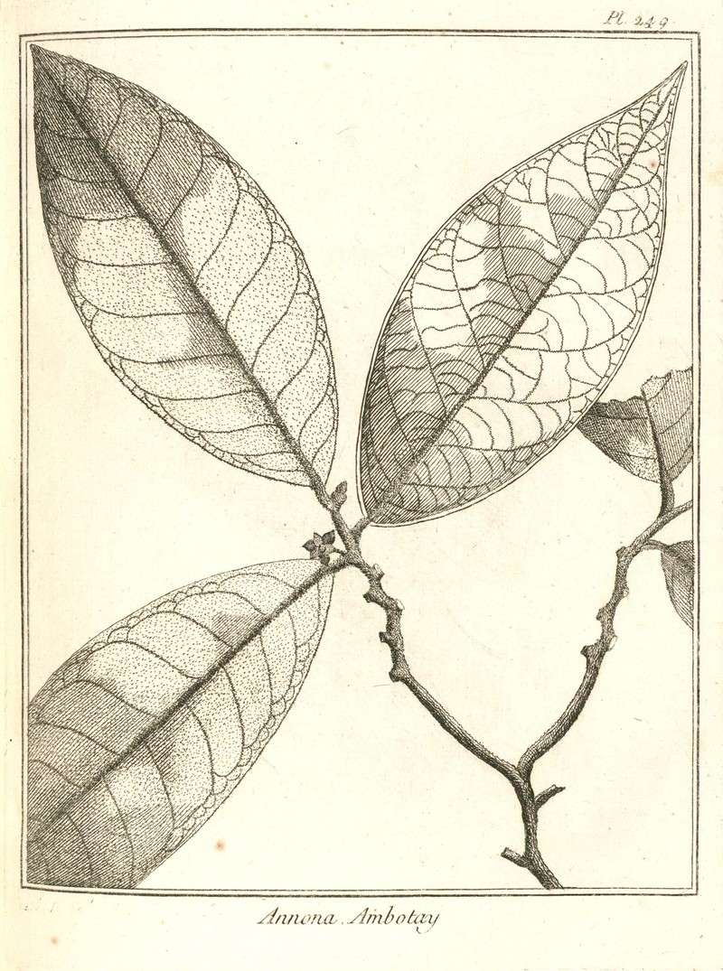 Annona ambotay