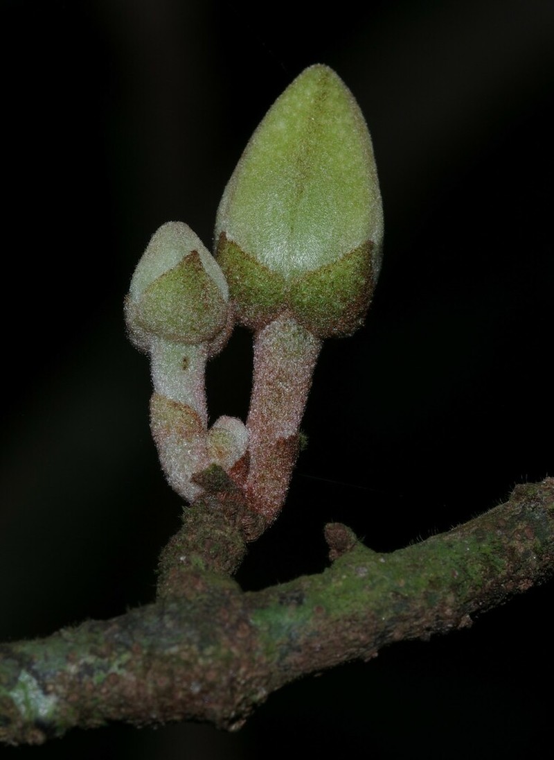 Annona ambotay photo 3