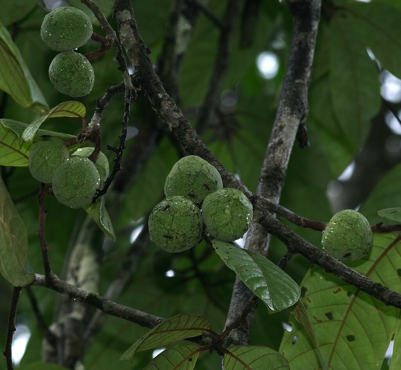 Annona ambotay photo 4
